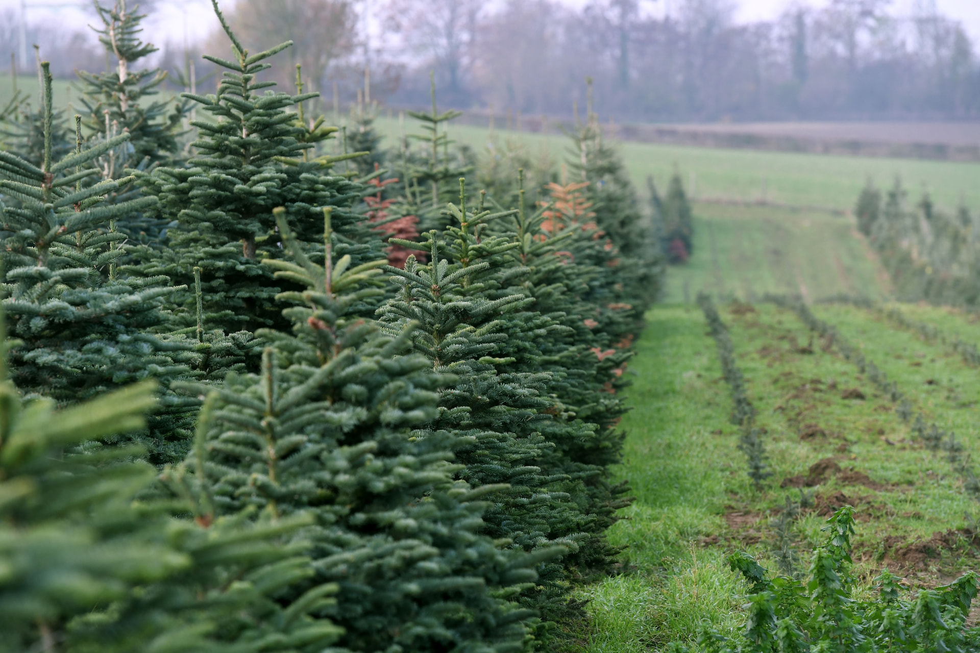 Lange rij kerstbomen op het heuvelachtige veld