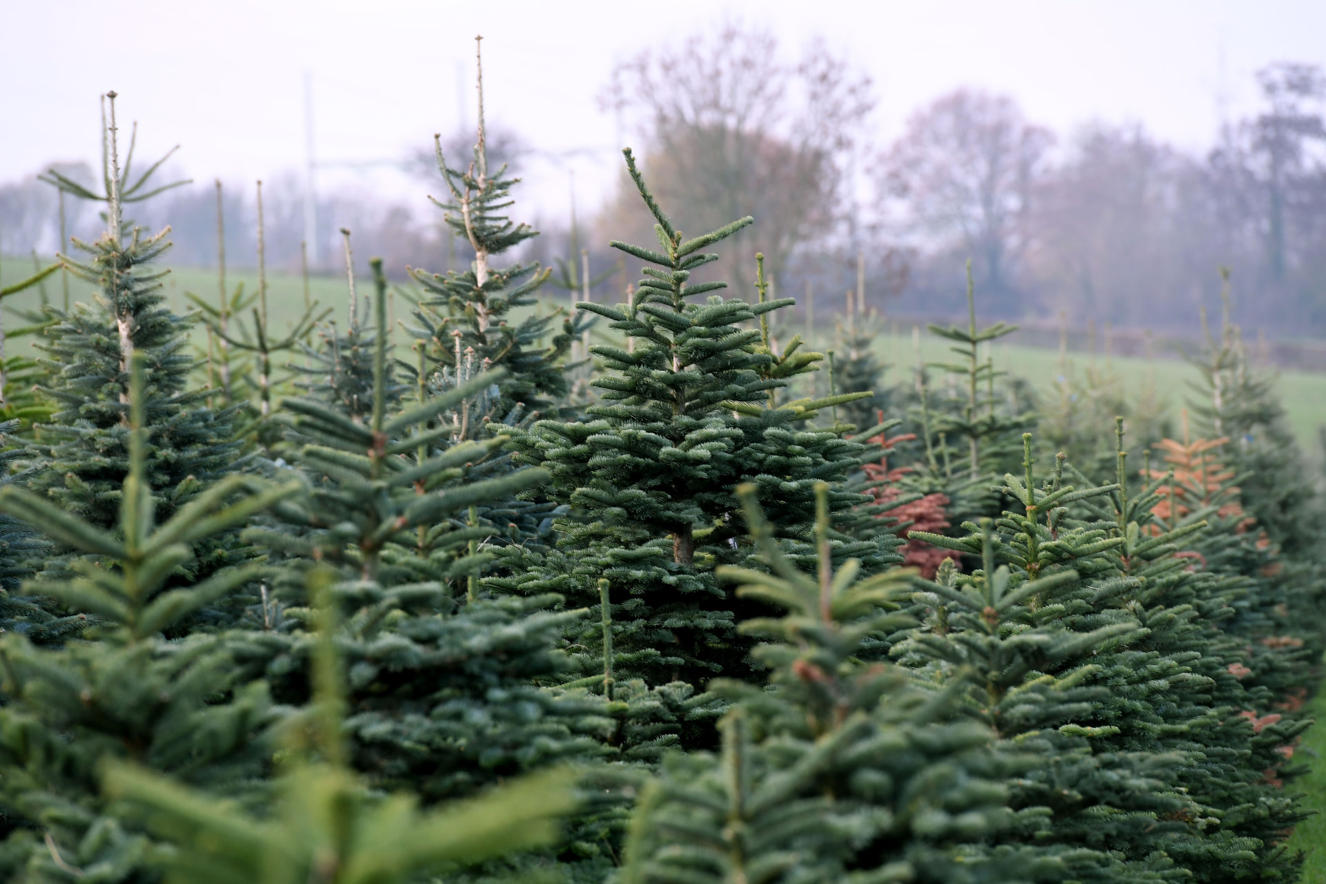 Jonge kerstbomen in rijen op het veld in Ransdaal