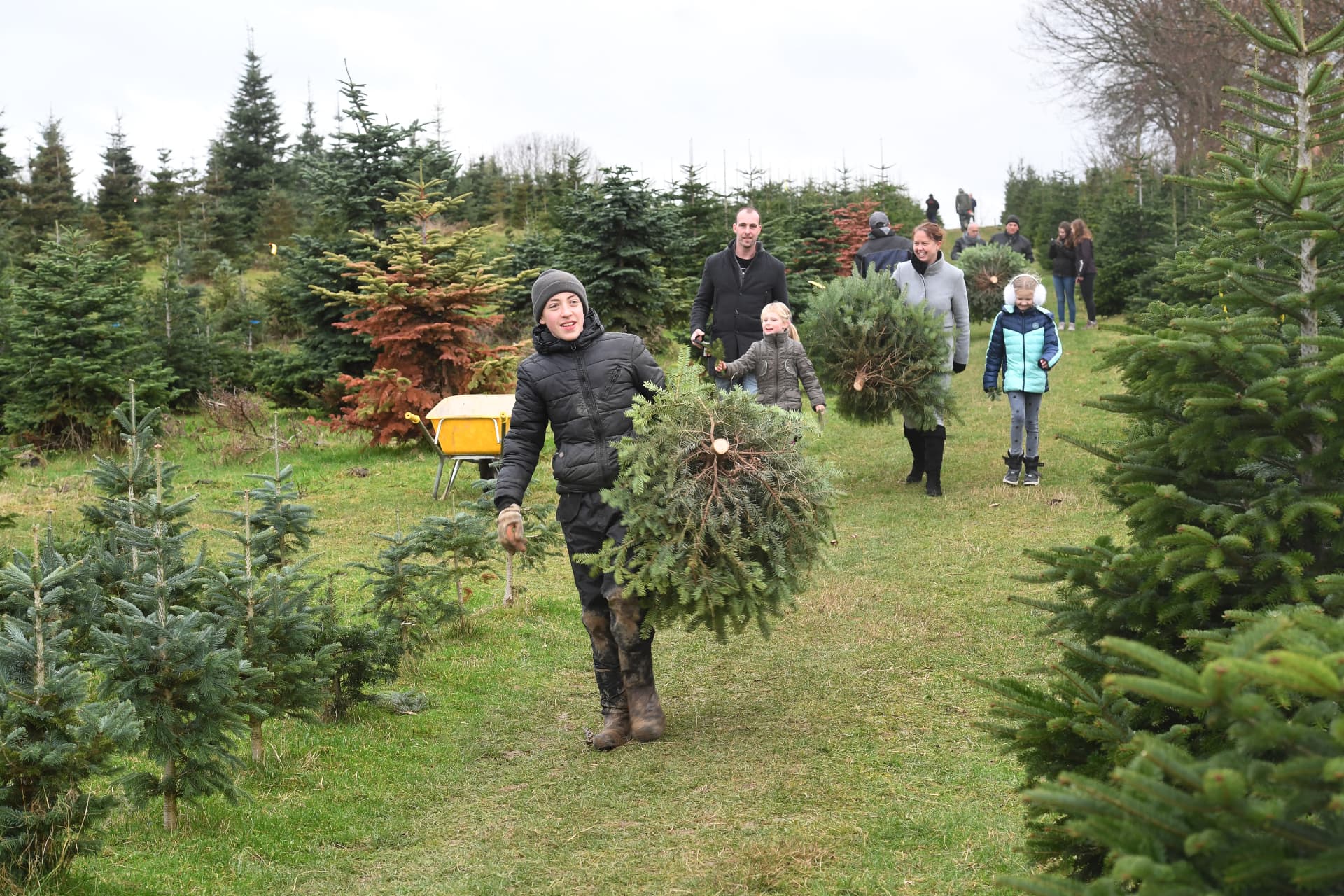 Bezoekers dragen hun gekozen kerstbomen door het veld