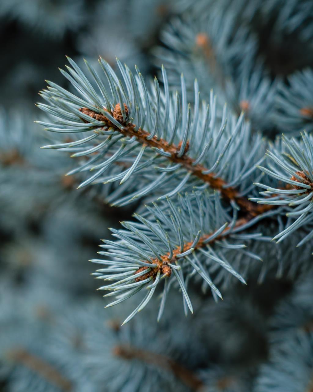 Close-up van zilverblauwe naalden van een blauwspar